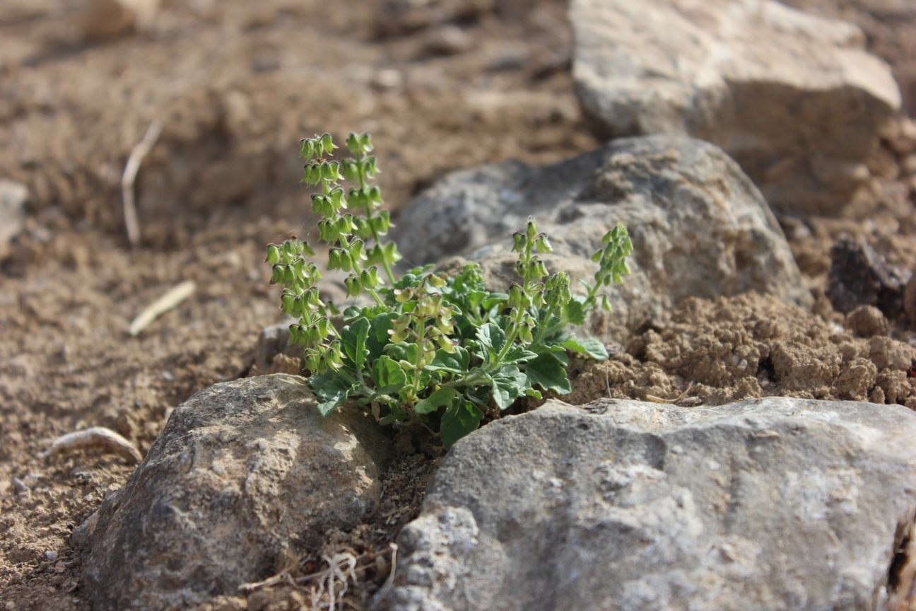 Plant Image
